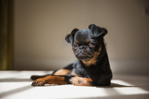 Dog Products
