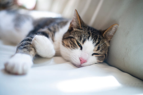 Cat Products